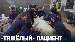 Как провели медосмотр белой медведицы Лаерке в зоопарке в США