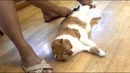Кот который балдеет когда его вычесывают