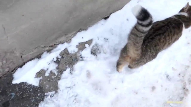 The kitten purrs and fluffy cat doesn’t want food