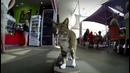GoPro: Didga the Skateboarding Cat