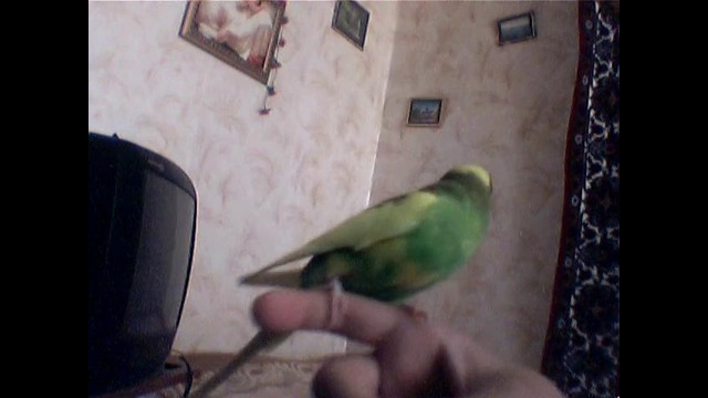 Ke$ha отжигает под gentleman