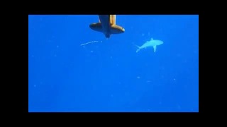 Requin madagascar large baie du courrier