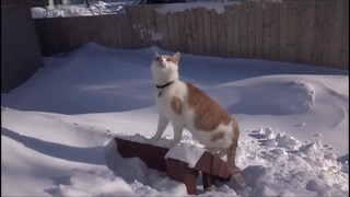 Коту нравится снег