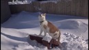 Коту нравится снег