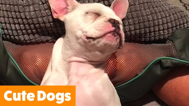 Silliest Cute Dogs | Funny Pet Videos