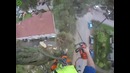 Как спиливают высокие деревья