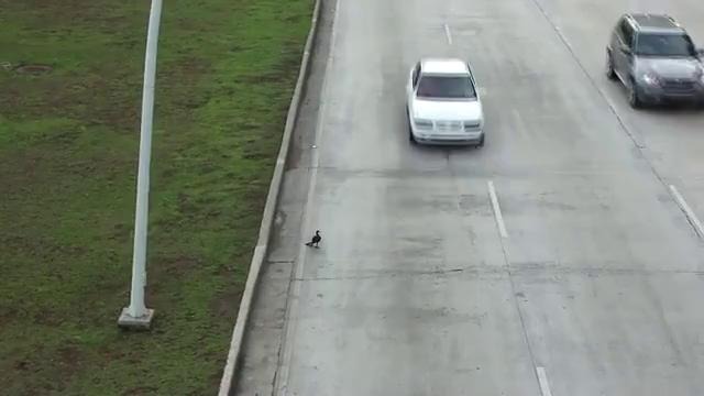 Утка переходит дорогу