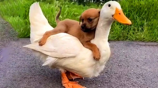 Dog Takes a Ride on Duck | Funny Pet Videos