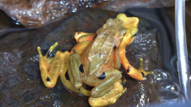 Смогут ли золотые лягушки выжить в природе, проверяют в Панаме