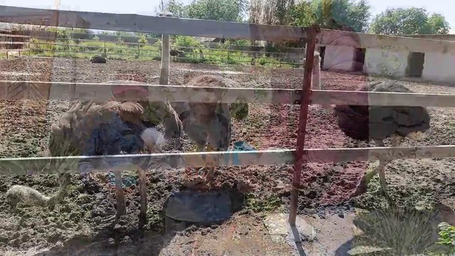 Trip to ostrich farm on the 28 th April with Unique school