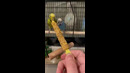 Birds Eat Seeds On A Stick #shorts