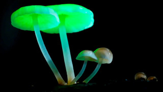 Почему светятся грибы