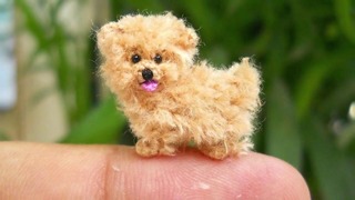 6 пород самых маленьких собак в мире