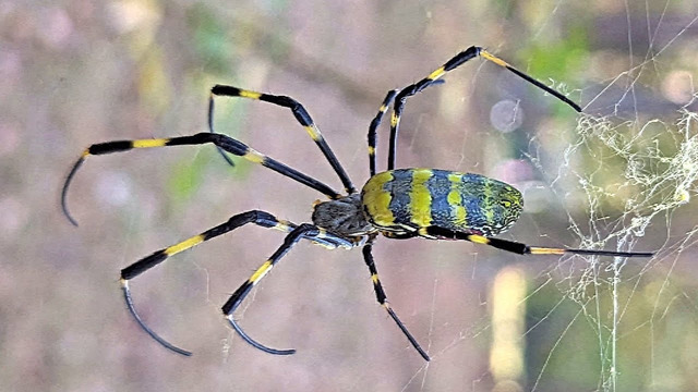 Как гигантские пауки из Азии захватывают территории США