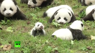 Сразу 36 маленьких панд представили публике в Китае
