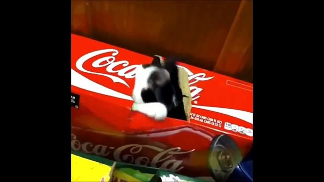 Приколы с кошками 2015