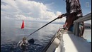 В кратере действующего подводного вулкана обнаружили акул и скатов
