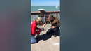 Two Men Help Pelican Tangled In Rope | People Are Awesome #shorts