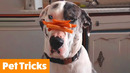 Funny Pets Doing Tricks | Funny Pet Videos
