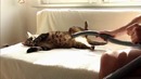Как приручить пылесос