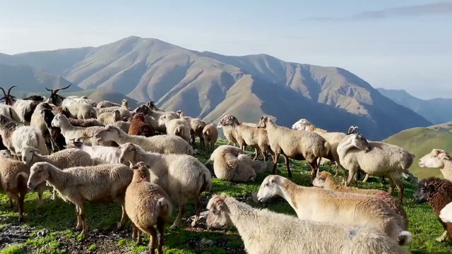 Высокогорный ужин из баранины с пастухом! Прекрасная жизнь в горах