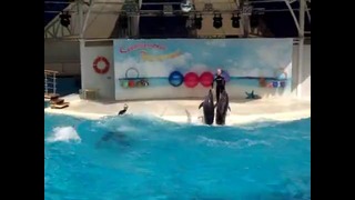 Выступление на шоу с дельфинами