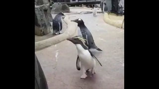 Веселый пингвин – segodnya budet tusa