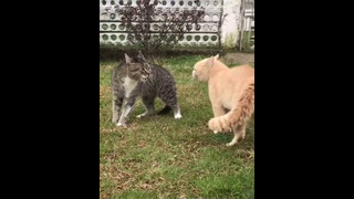 Смешные животные – Смешные кошки/собаки – Смешные видео с животными 215