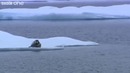 Полярный медведь охотится на морского котика
