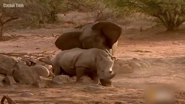 ШОКИРУЮЩИЕ ВИДЕО! Носорог чуть не убил льва и другое не менее страшное
