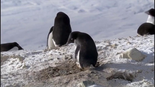Ворами не становятся, ворами рождаются) Хитрый пингвин