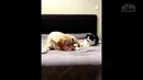 Смешные коты и кошки. приколы с котами и другими животными