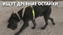 Собаки подсказывают археологам, где лучше вести раскопки