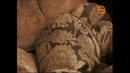 2008 Секретные истории. Динозавр друг человека (часть1)
