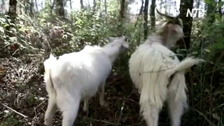 150 коз защищают лес в Чили от пожаров