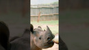 Saving orphaned baby rhinos in Kruger National Park ? #Guardians #Rhinos #Shorts