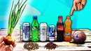 В какой жидкости лук прорастет лучше