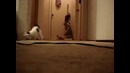 Пылесос котам не товарищ