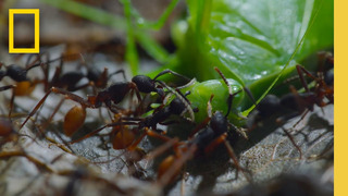 Watch as a swarm army ants devour their prey | Jungle Predators | A Real Bug’s Life