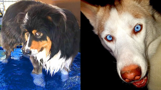 Who Wins: Husky vs Australian Shepherd