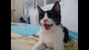 Котопёс