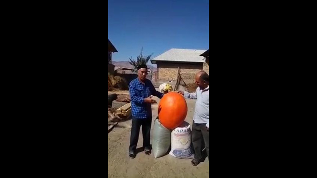 В Киргизии выросла огромная тыква с весом 43кг