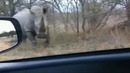 5 сумасшедших атак носорога, снятых на камеру