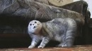 Breakdown cats