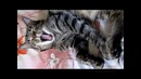 Коты – металлисты