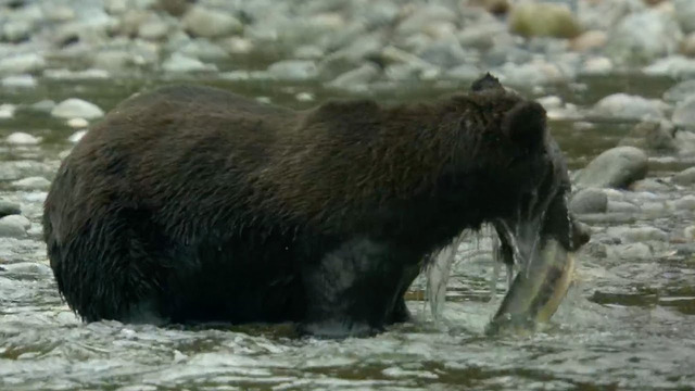 Grizzly Bear Hunts Salmon | How Nature Works | BBC Earth