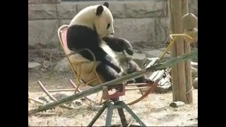 Панда качается на кресле