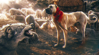 Гроза ВОЛКОВ и защитник овец – КАНГАЛ В ДЕЛЕ! Огромный пес против волков, гиен, медведя и даже ТИГРА