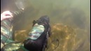 Глазастый водолаз