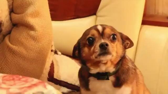 Собаке стыдно